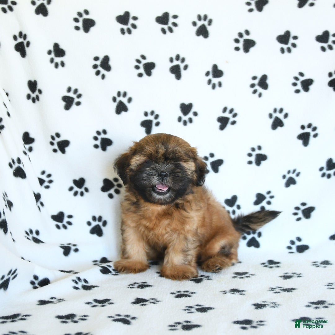 Shih Tzu dogs for sale: Leo - Image 2