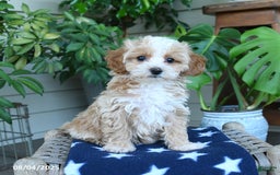 Maltipoo dogs for sale: Carrie - Image 2