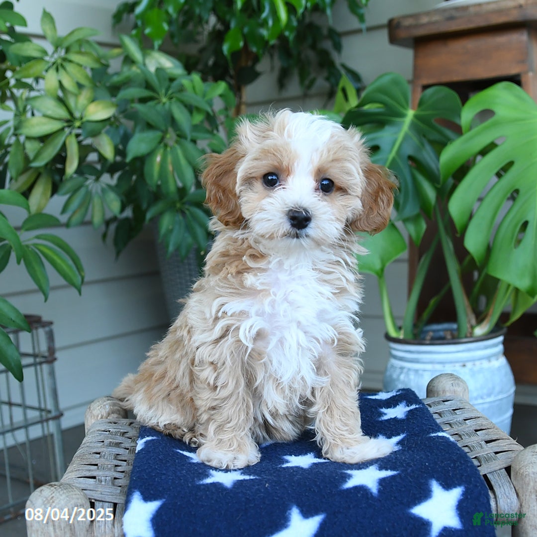 Maltipoo dogs for sale: Carrie - Image 2