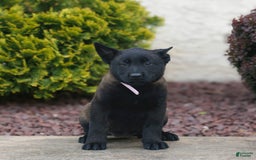 Belgian Malinois dogs for sale: Daria - Image 1