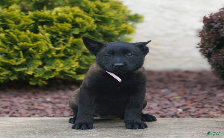 Belgian Malinois dogs for sale - Ad 3