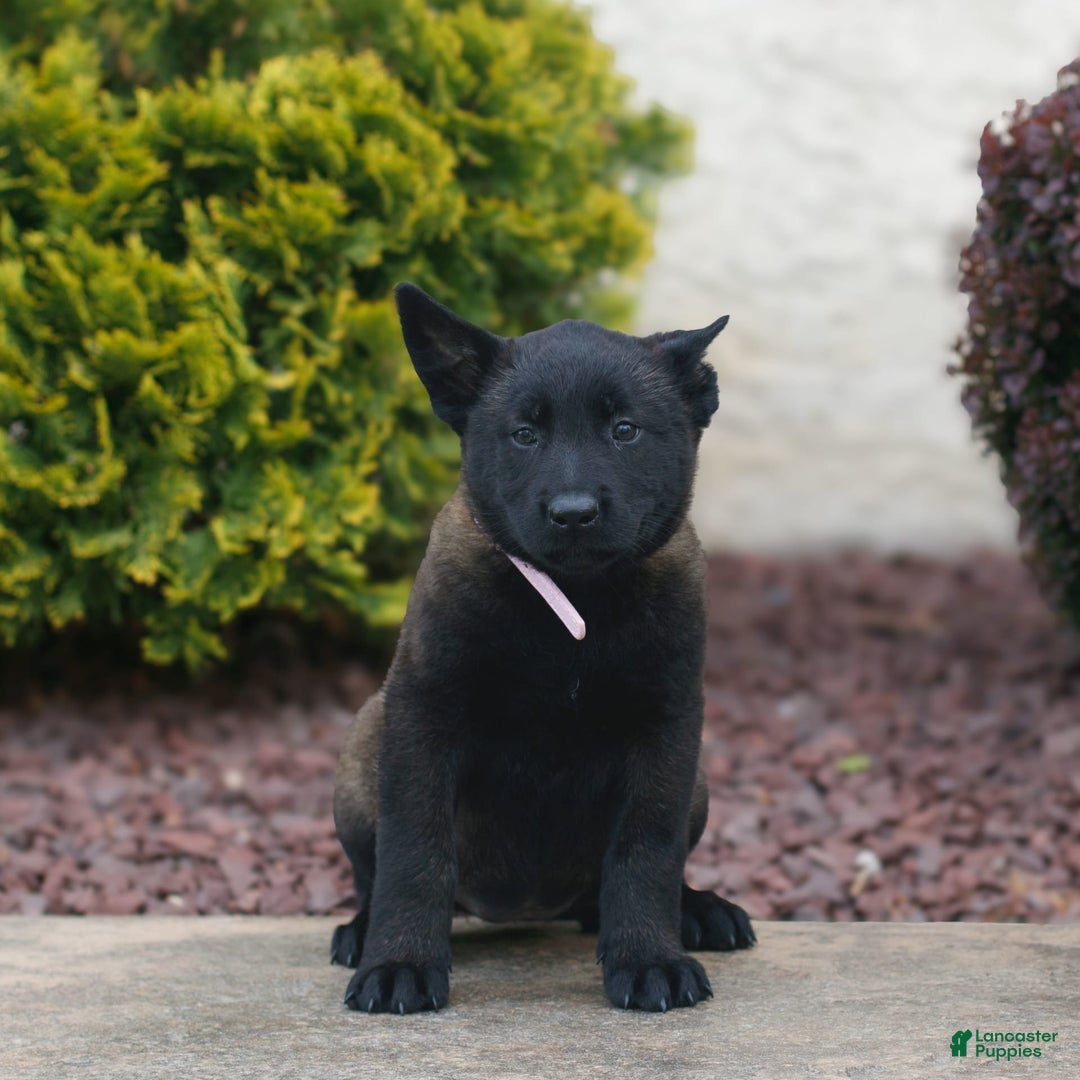 Belgian Malinois dogs for sale: Daria - Image 1