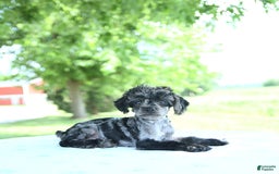 Toy Poodle dogs for sale: Simbo - Image 4