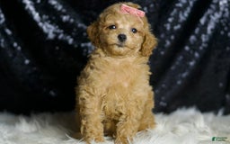 Miniature Poodle dogs for sale: Mulan - Image 6