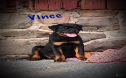 Rottweiler dogs for sale: Vince - Image 4