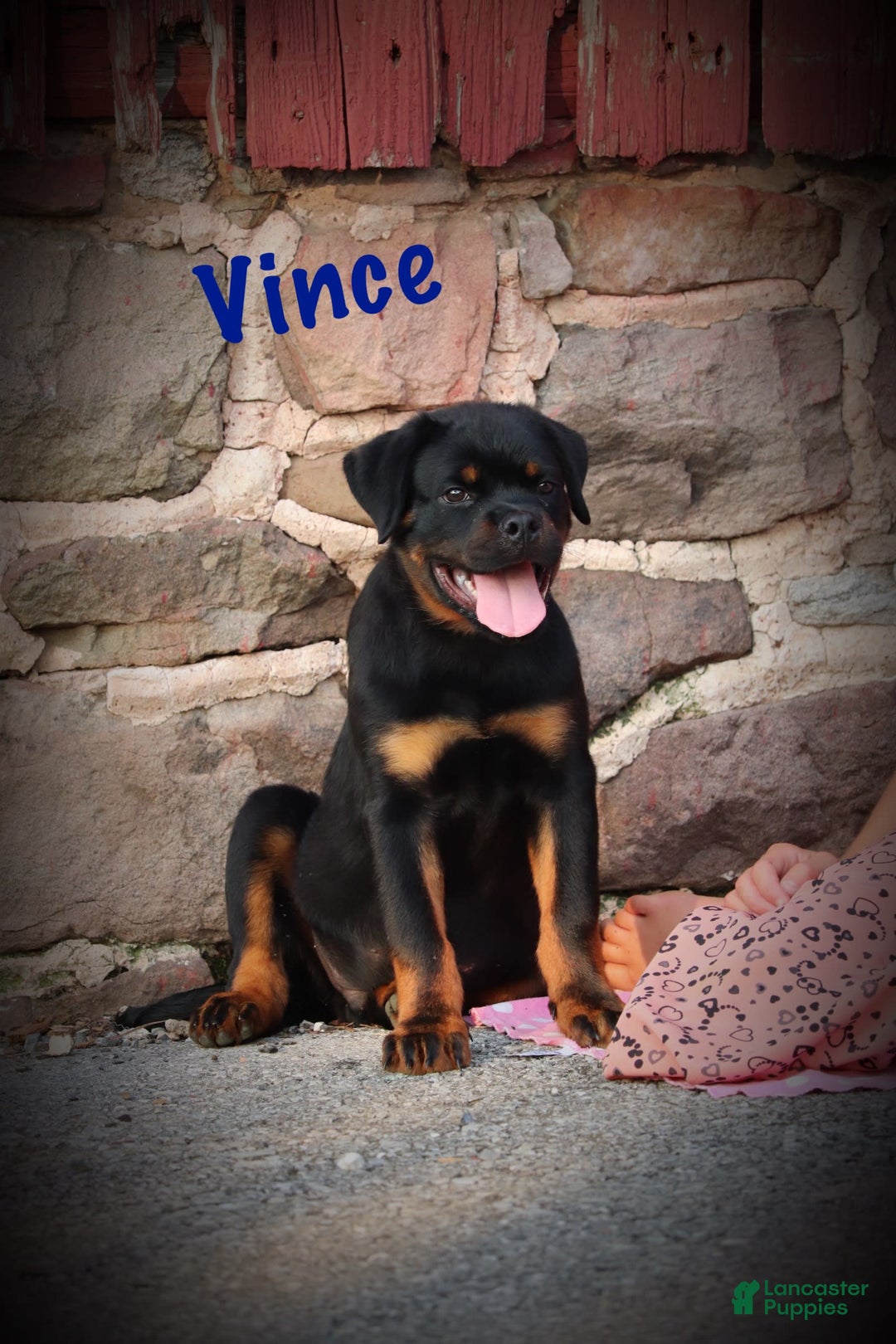 Rottweiler dogs for sale: Vince - Image 4