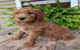 Goldendoodle dogs for sale: Cash - Image 6