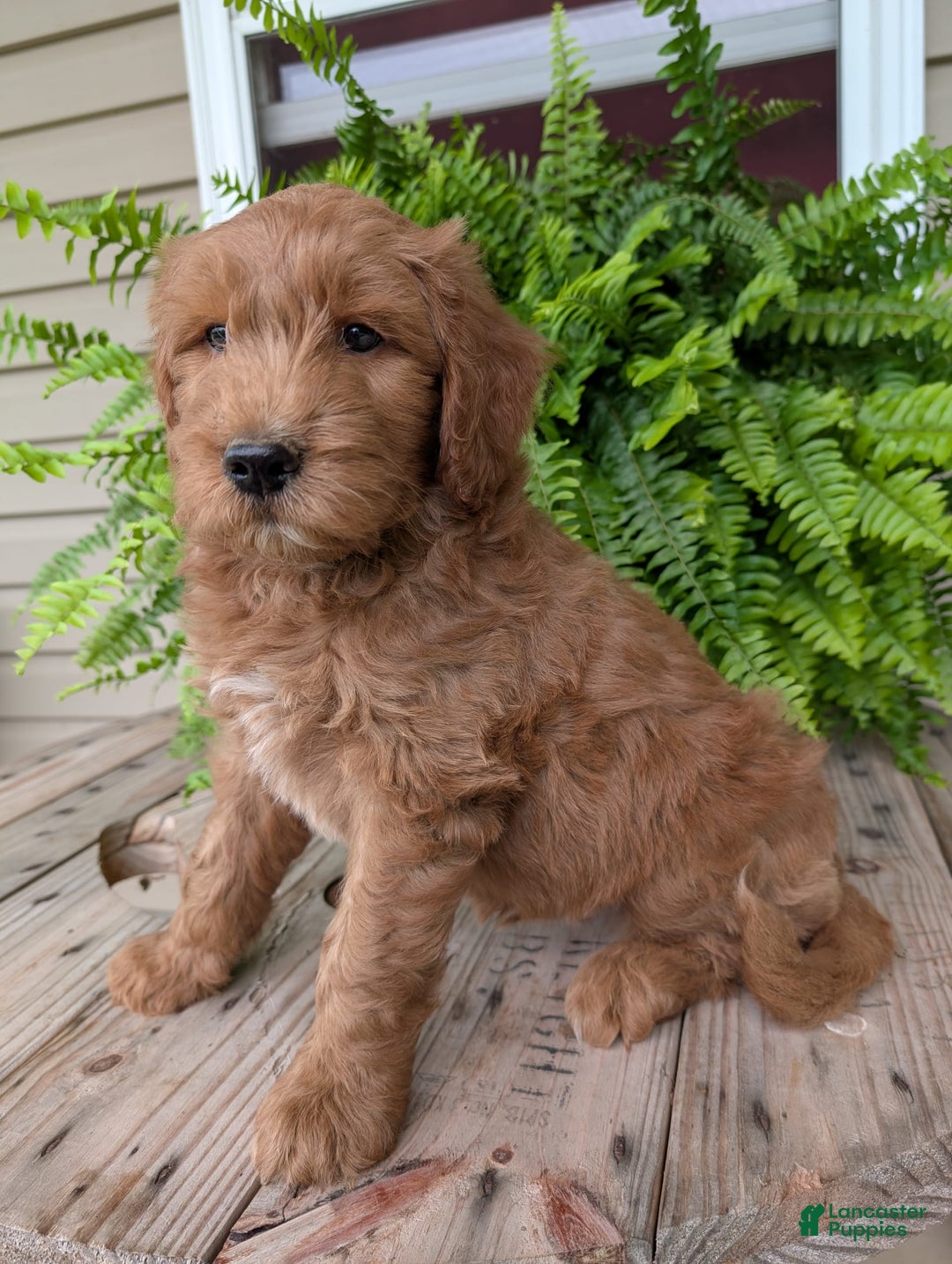 Goldendoodle dogs for sale: Cash - Image 6