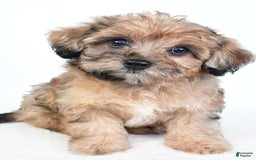 Yorkiepoo dogs for sale: Pearl - Image 1