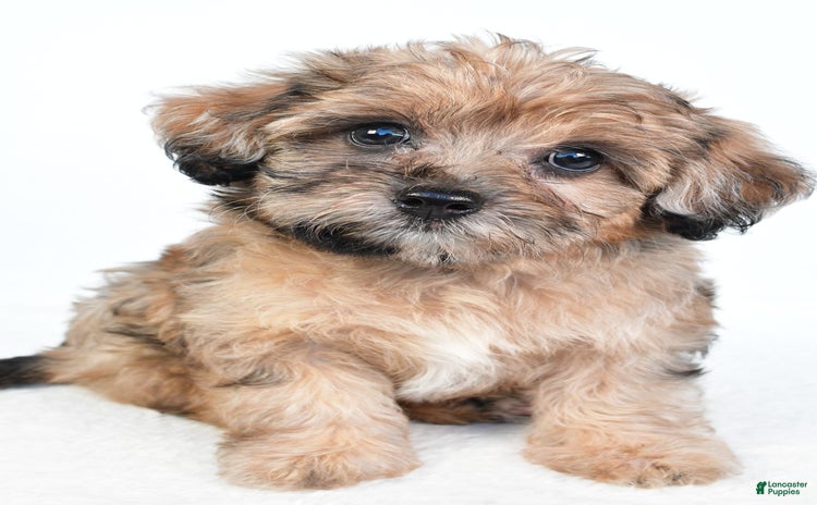 Yorkiepoo dogs for sale - Ad 1
