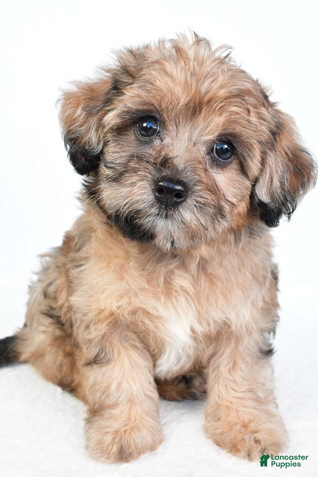 Yorkiepoo dogs for sale: Pearl - Image 1