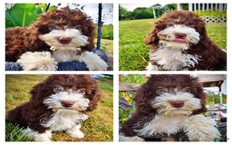 Havapoo dogs for sale: Happy - Image 1