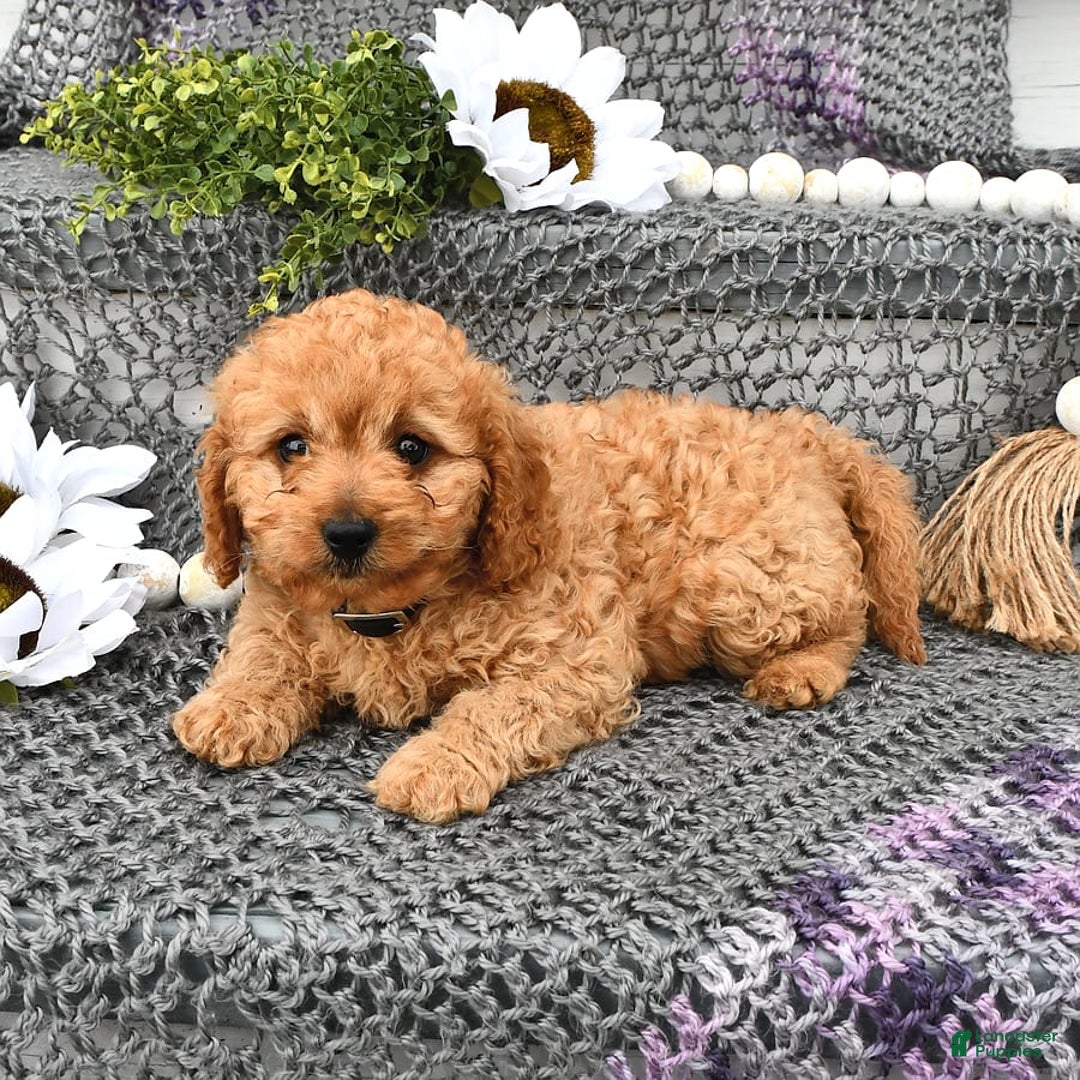 Cavapoo dogs for sale: Candy - Image 4