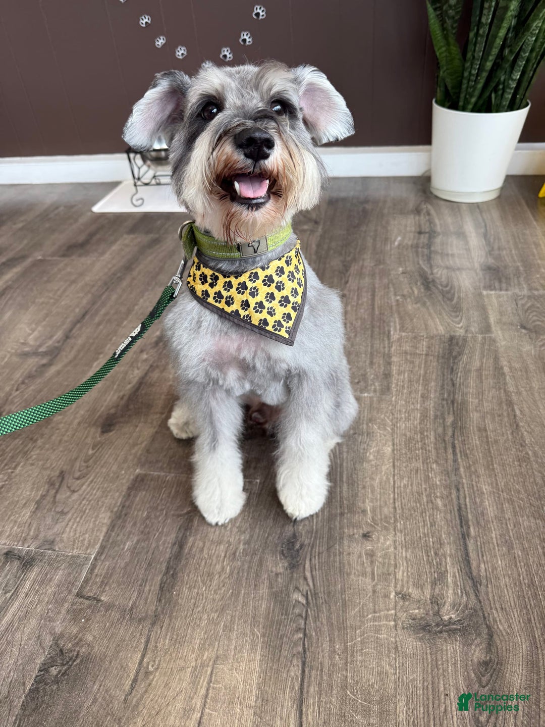 Miniature Schnauzer dogs for sale: BELLA - Image 14