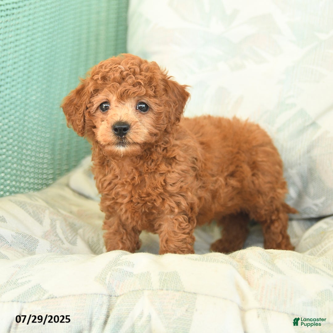 Miniature Poodle dogs for sale: Texas - Image 5