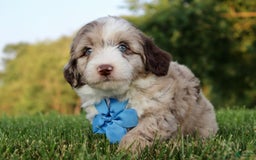 Mini Aussiedoodle dogs for sale: Baxter - Image 1
