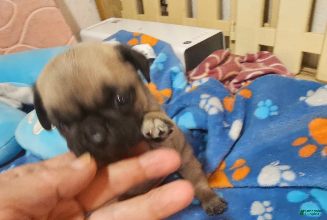 Pug dogs for sale: Midas - Image 4