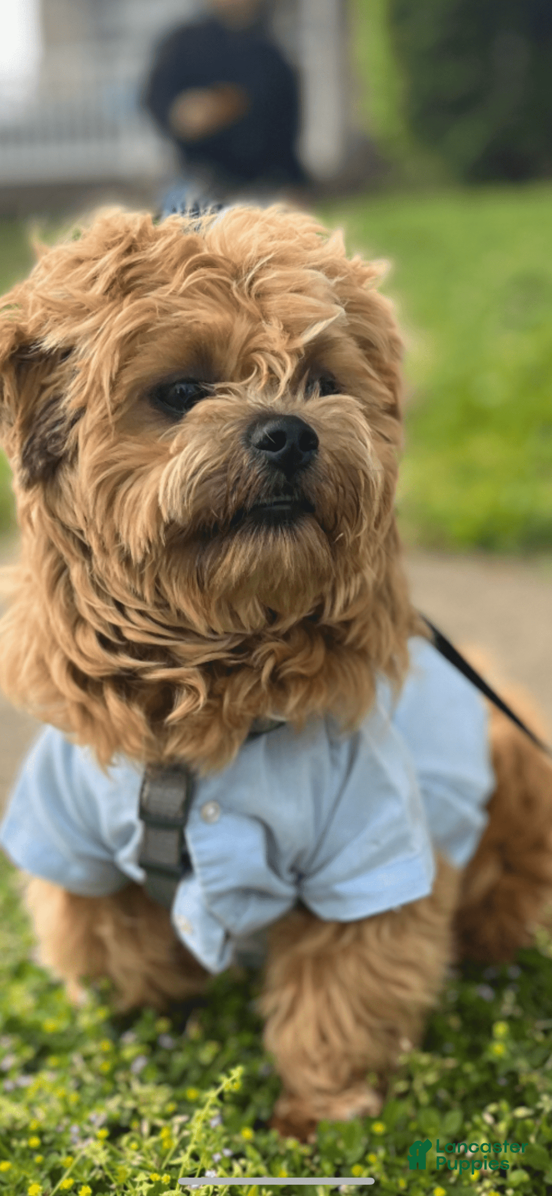 Miniature Poodle dogs for sale: Lili - Image 6
