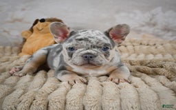 French Bulldog dogs for sale: Raven - Image 1