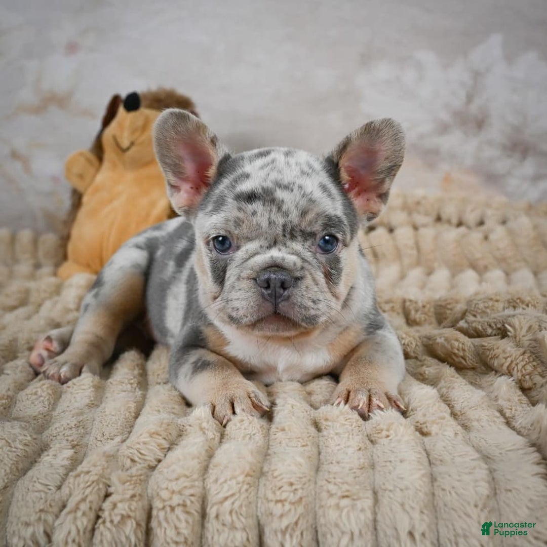 French Bulldog dogs for sale: Raven - Image 1