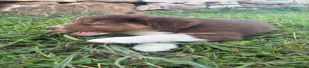 Male 4
