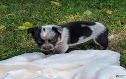 Australian Cattle Dog dogs for sale: Misty - Image 5