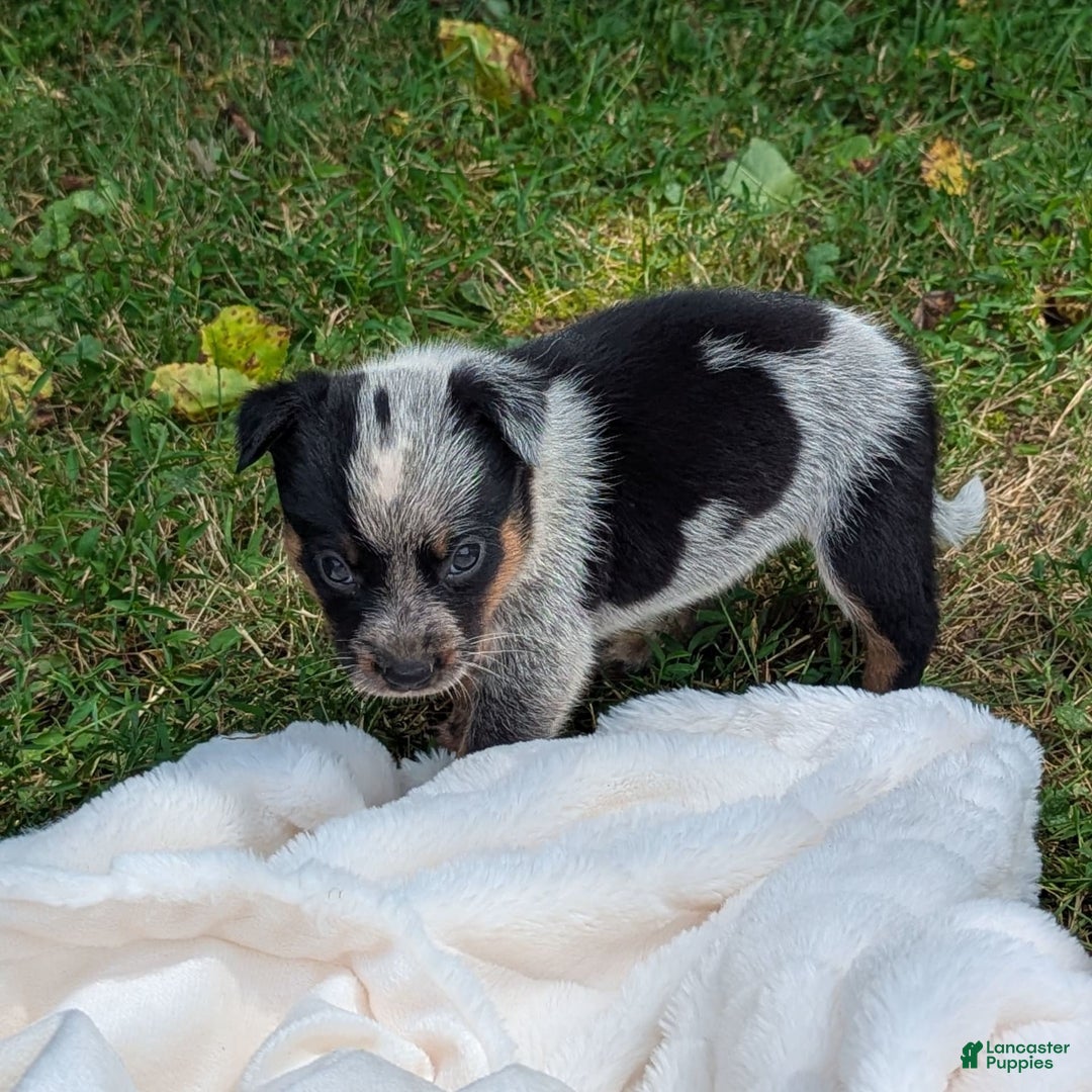 Australian Cattle Dog dogs for sale: Misty - Image 5