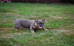 French Bulldog dogs for sale: Abby - Image 6