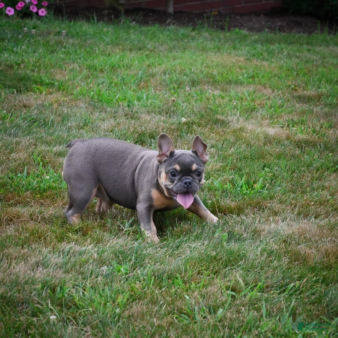 French Bulldog dogs for sale: Abby - Image 6