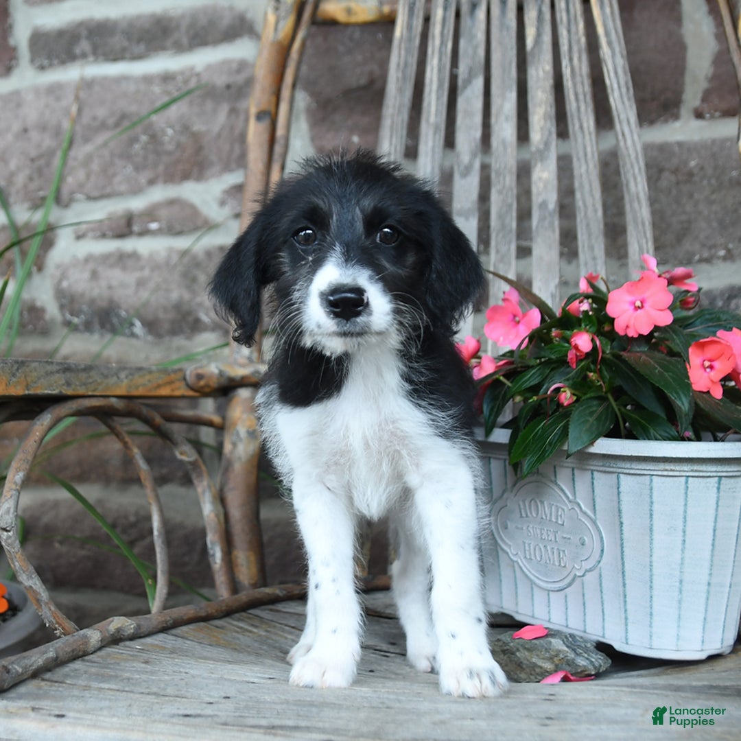 German Shorthaired Pointer dogs for sale: Abaska - Image 1