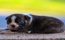 Boston Terrier dogs for sale: Darla - Image 7