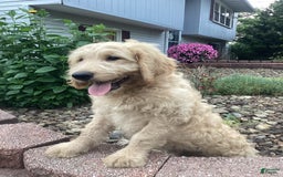 Goldendoodle dogs for sale: Hadly - Image 3