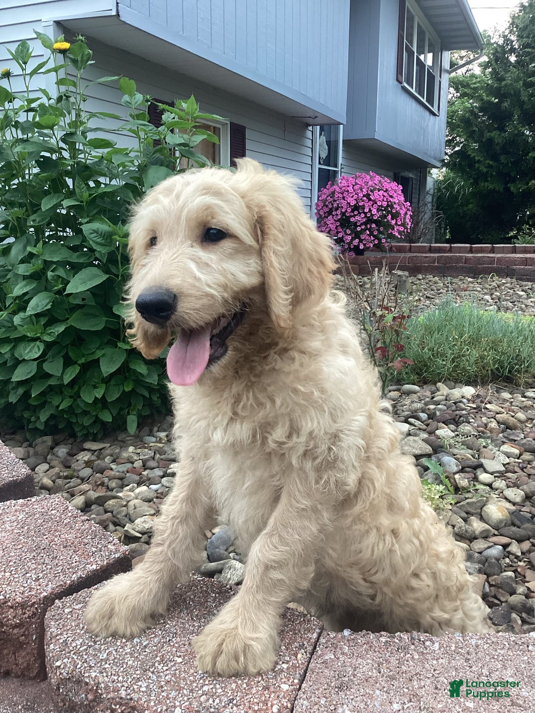 Goldendoodle dogs for sale: Hadly - Image 3