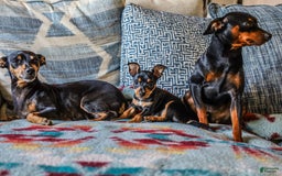 Miniature Pinscher dogs for sale: Alex - Image 6