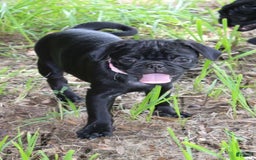 Pug dogs for sale: Gracie - Image 6
