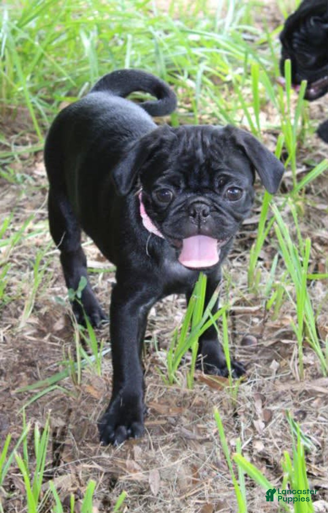 Pug dogs for sale: Gracie - Image 6