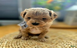 Maltipoo dogs for sale: Cloe - Image 4