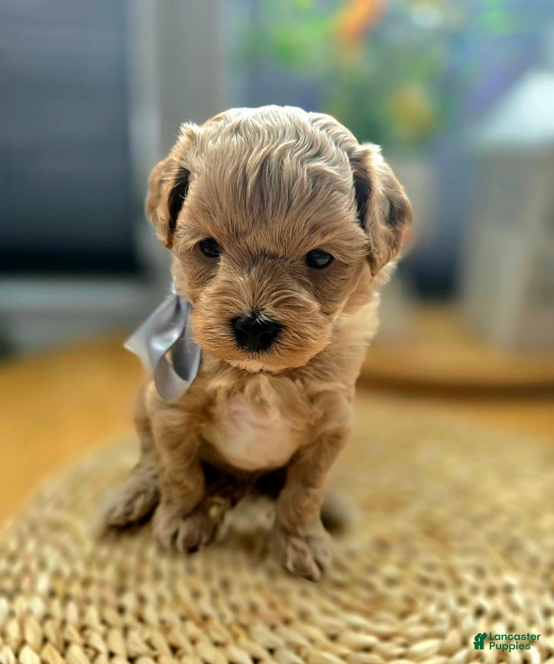Maltipoo dogs for sale: Cloe - Image 4