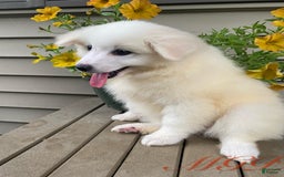 American Eskimo dogs for sale: Violet - Image 7