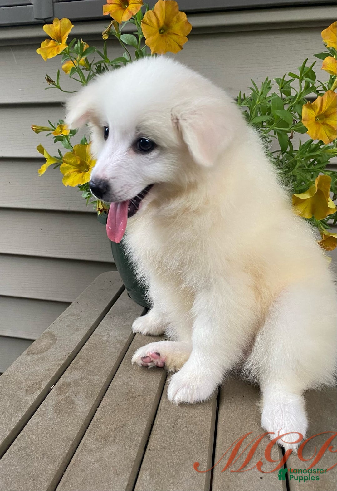 American Eskimo dogs for sale: Violet - Image 7