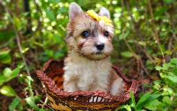 Morkie dogs for sale: Rare Gold Merle Beetle - Image 15