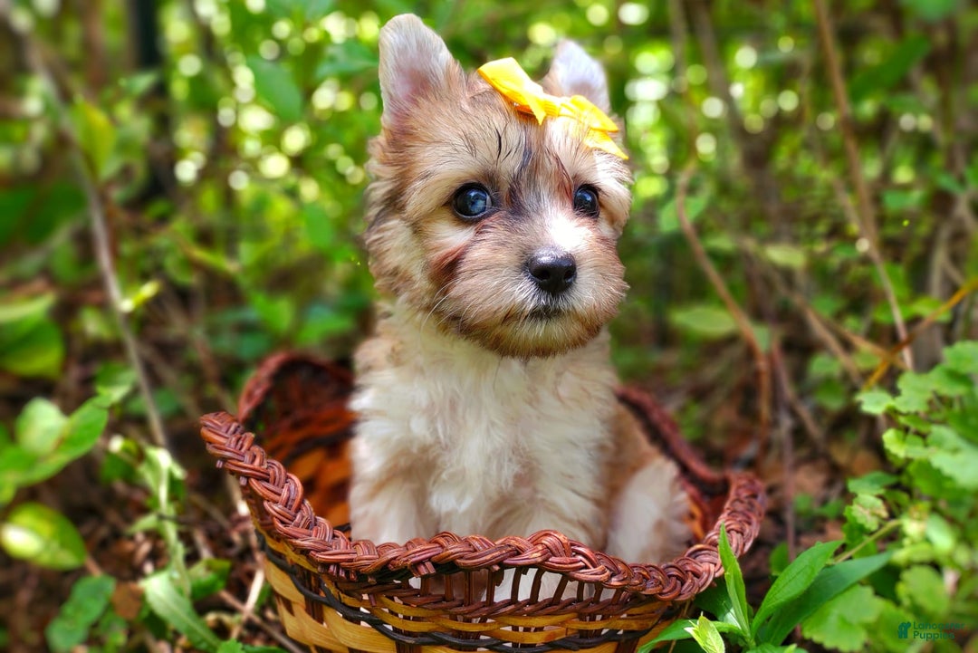 Morkie dogs for sale: Rare Gold Merle Beetle - Image 15