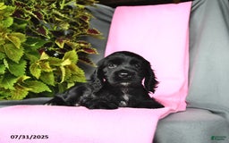 Cocker Spaniel dogs for sale: Emma - Image 5