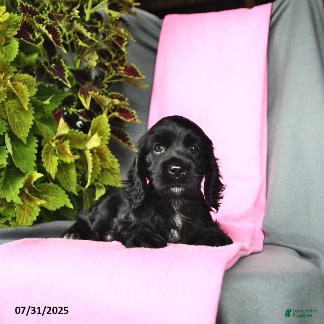 Cocker Spaniel dogs for sale: Emma - Image 5