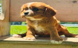 Cavalier King Charles Spaniel dogs for sale: Sunlight - Image 8