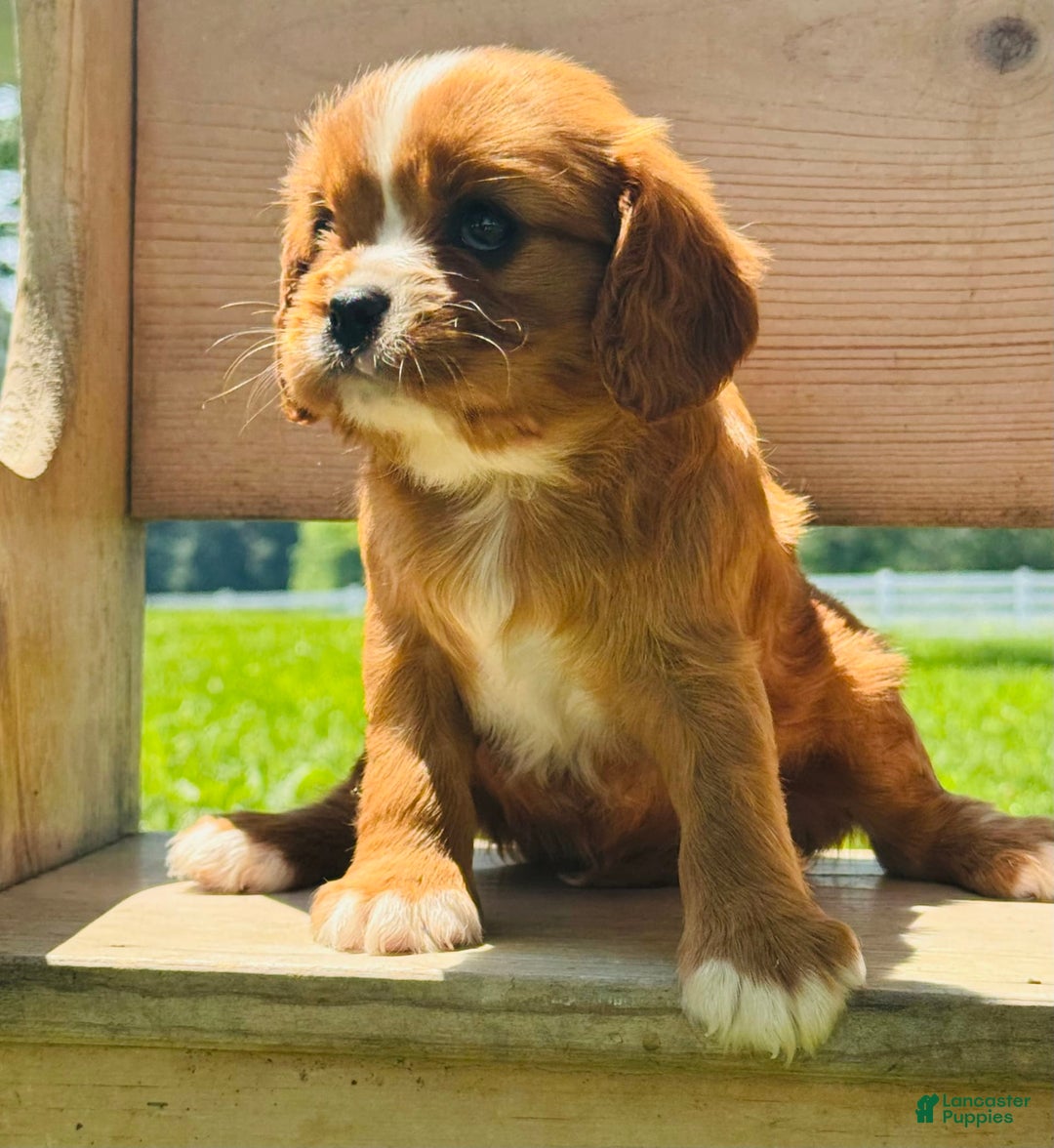 Cavalier King Charles Spaniel dogs for sale: Sunlight - Image 8