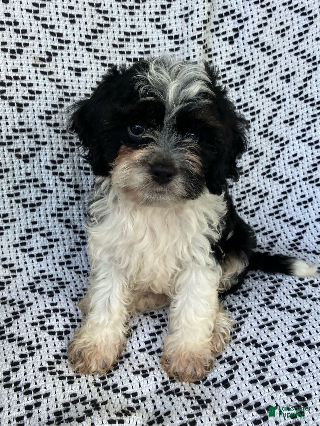Cockapoo dogs for sale: Charlie - Image 8