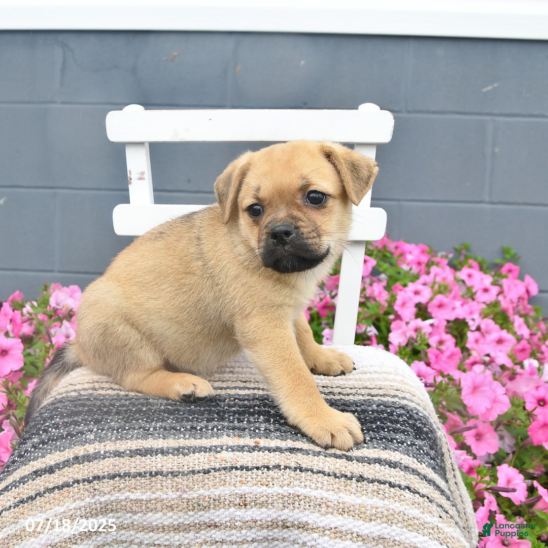 Pug dogs for sale: Paddy - Image 2