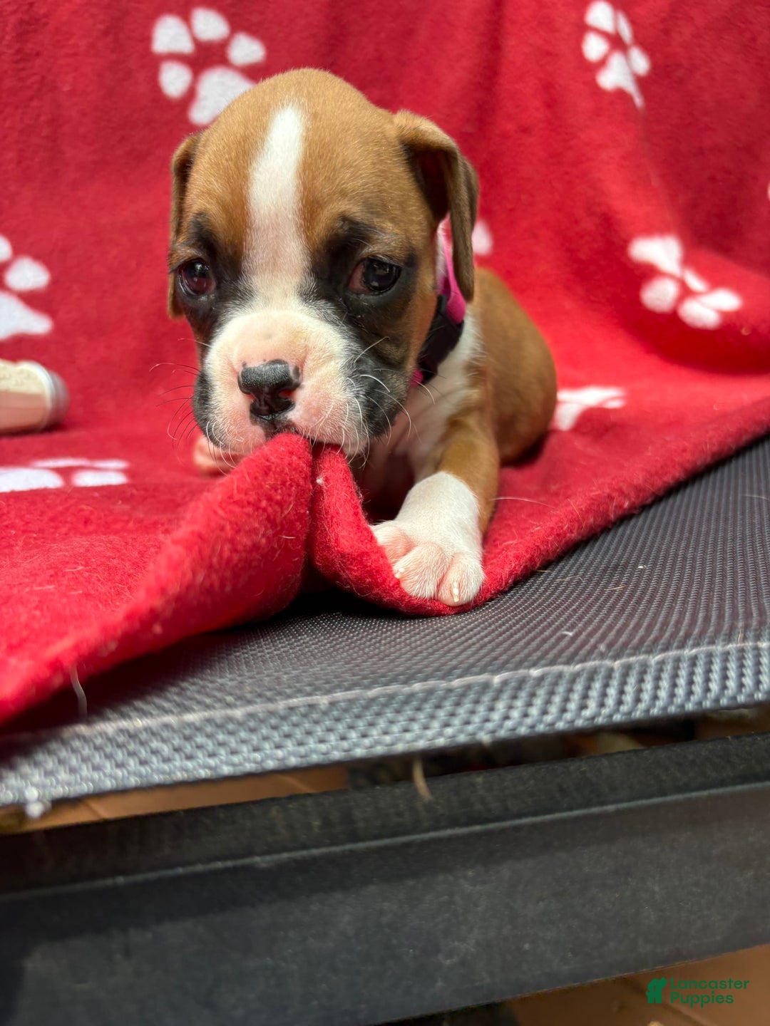 Boxer dogs for sale: Zj - Image 1