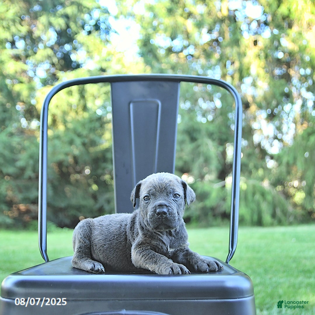 Cane Corso dogs for sale: Drake - Image 1